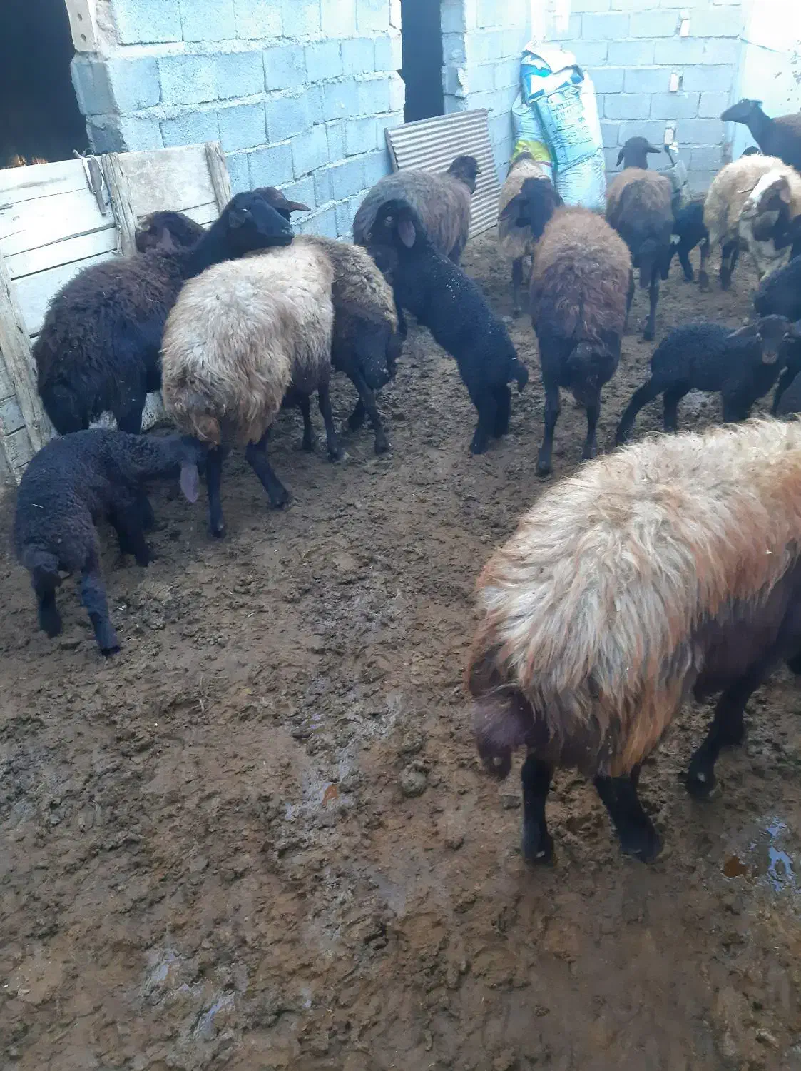 گوسفند بره دار|حیوانات مزرعه|ماهنشان, |دیوار