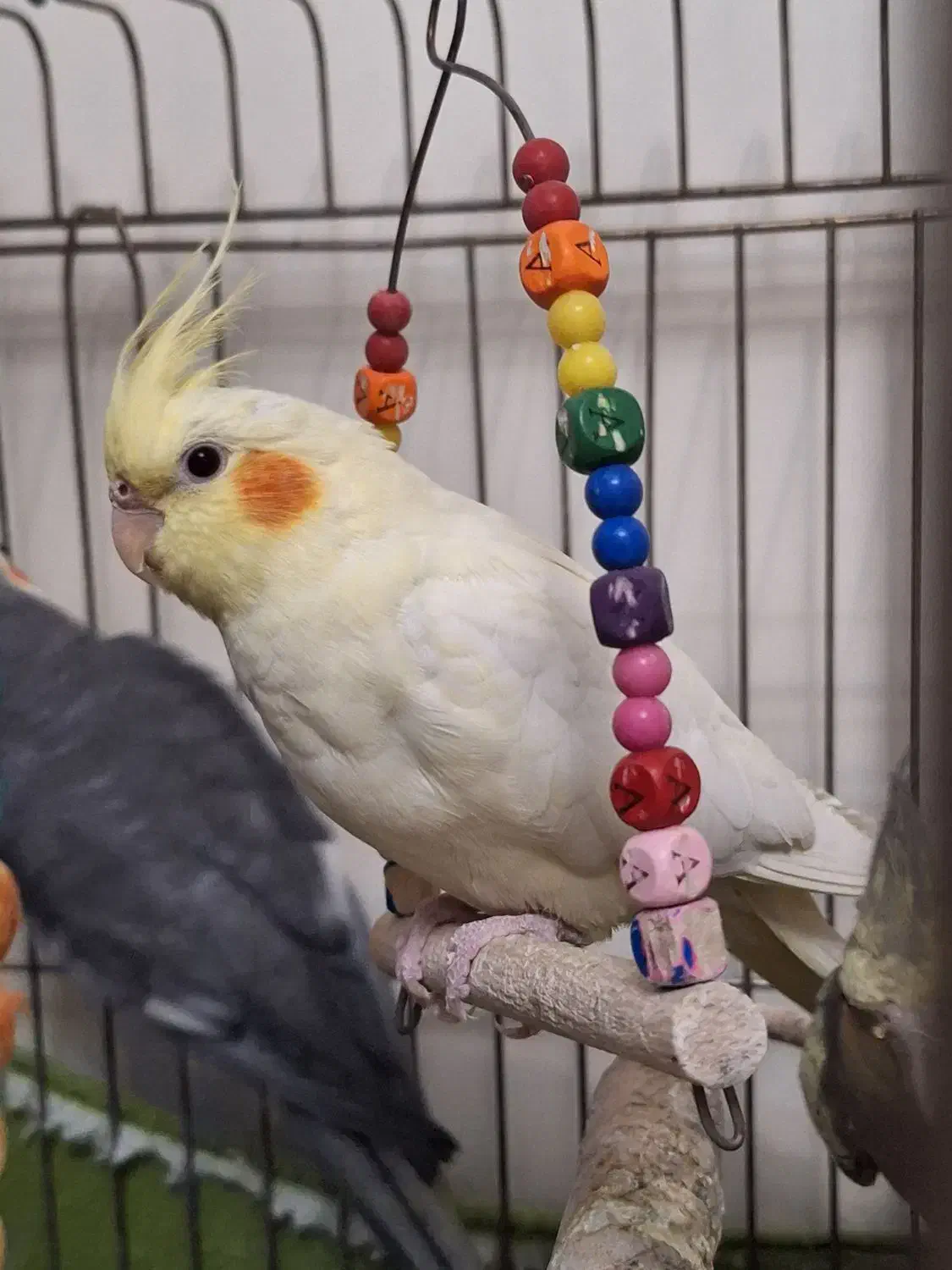 عروس هلندی ماده بالغ|پرنده|تهران, اوقاف|دیوار