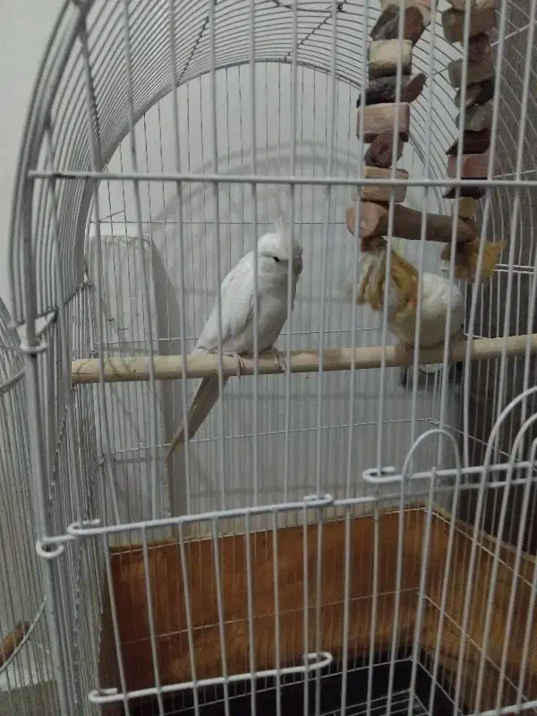 عروس هلندی زیبا یک جفت|پرنده|قم, شهر قائم|دیوار