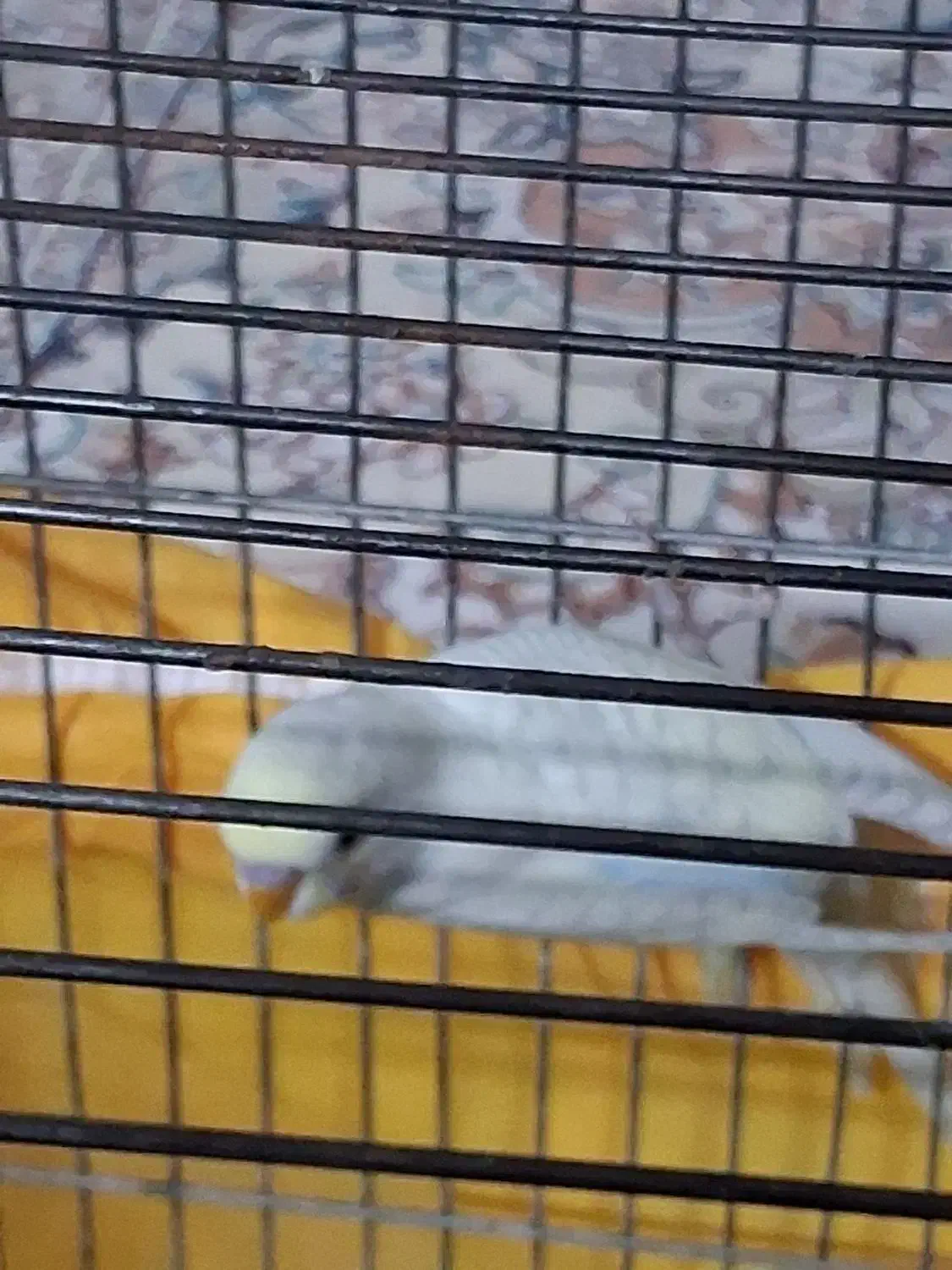 دوعددمرغ عشق جوان وسرحال|پرنده|شیراز, میانرود|دیوار