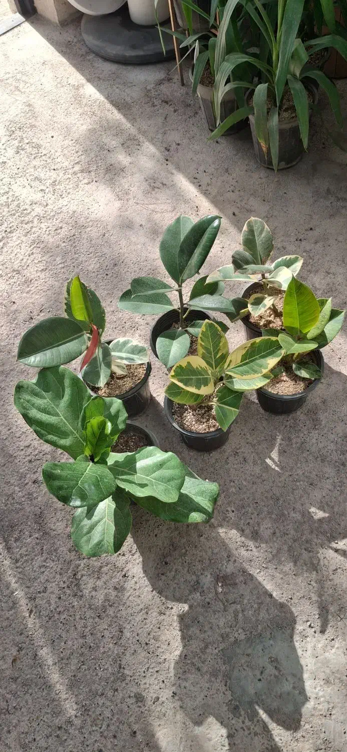 فروش گل و گیاه با بهترین کیفیت و قیمت مناسب|گل و گیاه طبیعی|مشهد, چهارچشمه|دیوار