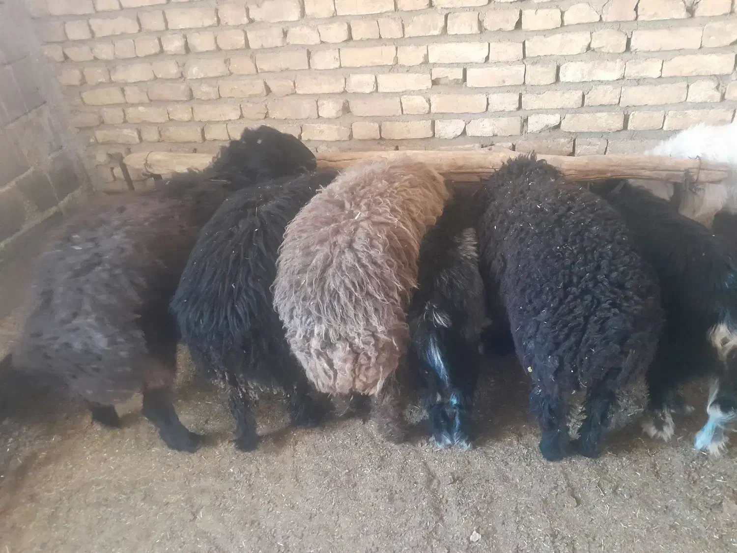 ۶تا بره ۴تا نر دوتا ماده|حیوانات مزرعه|ششده و قره بلاغ, |دیوار