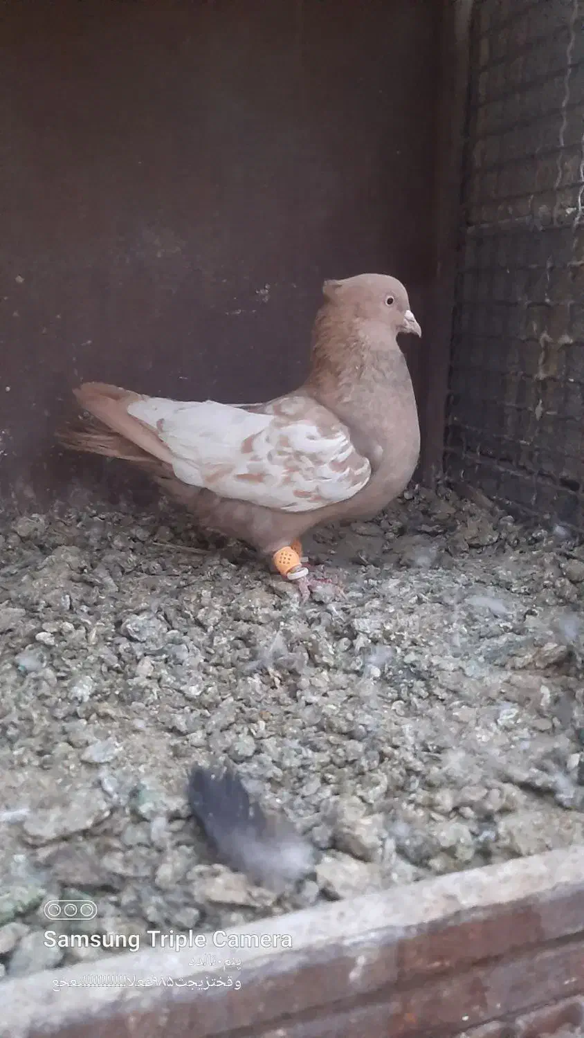 کبوتر سینه و سیاه بهبهانی|پرنده|مرودشت, کناره|دیوار