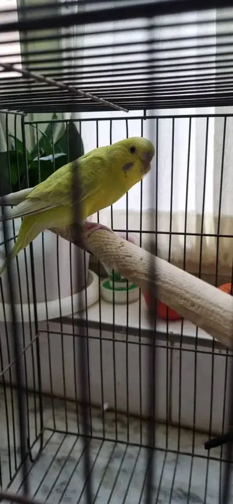 مرغ عشق|پرنده|کرج, مصباح|دیوار