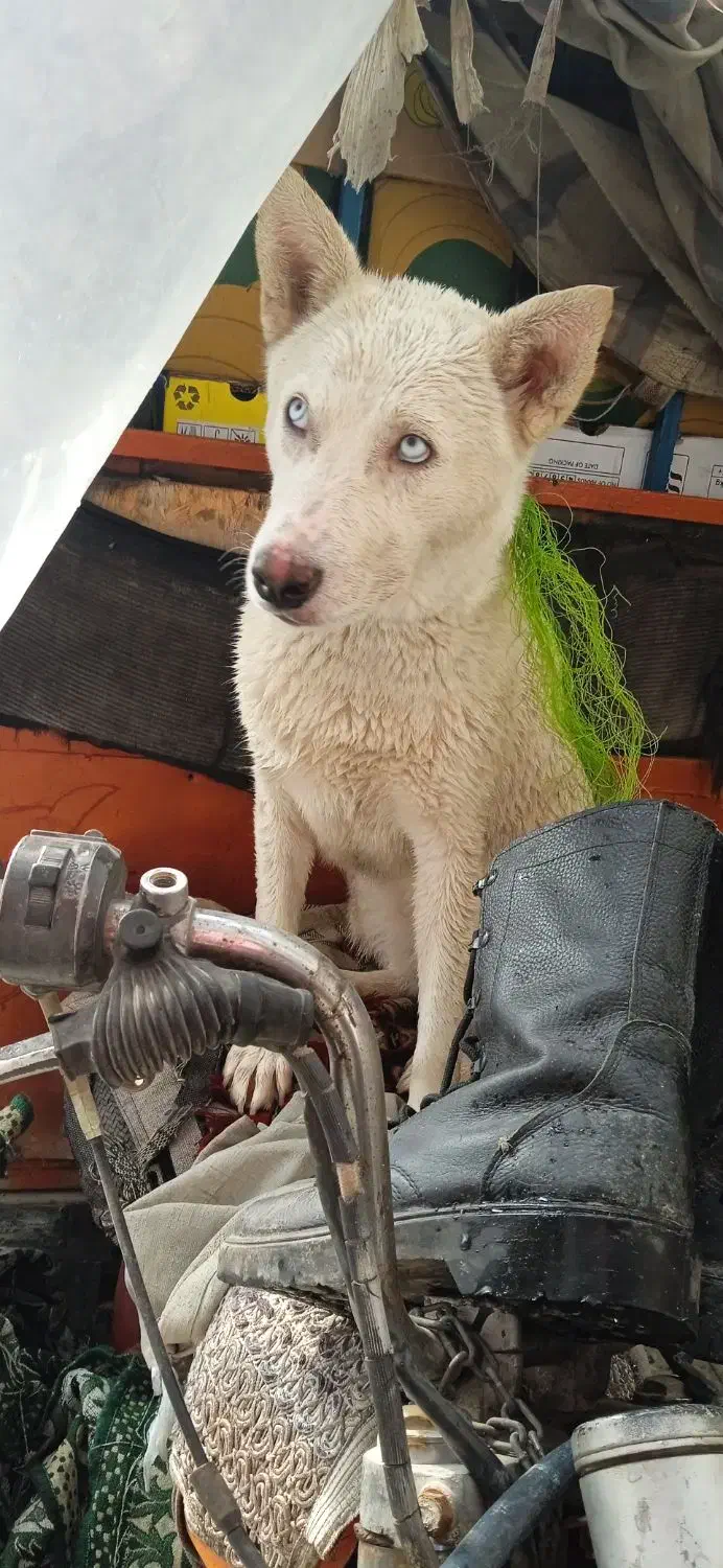 سگ هاسکی|سگ|ارومیه, |دیوار