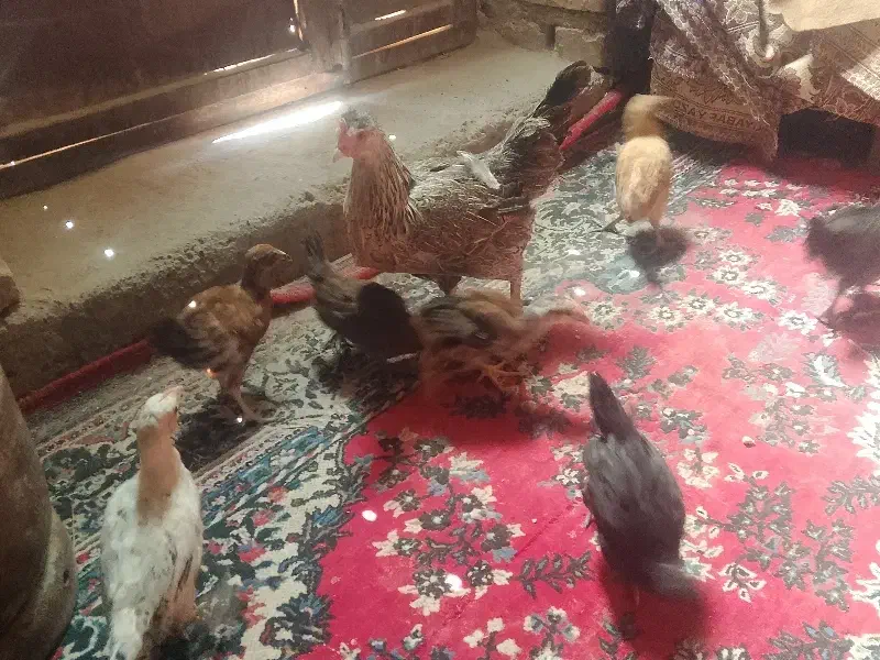 مرغ با جوجه|حیوانات مزرعه|هامون, |دیوار