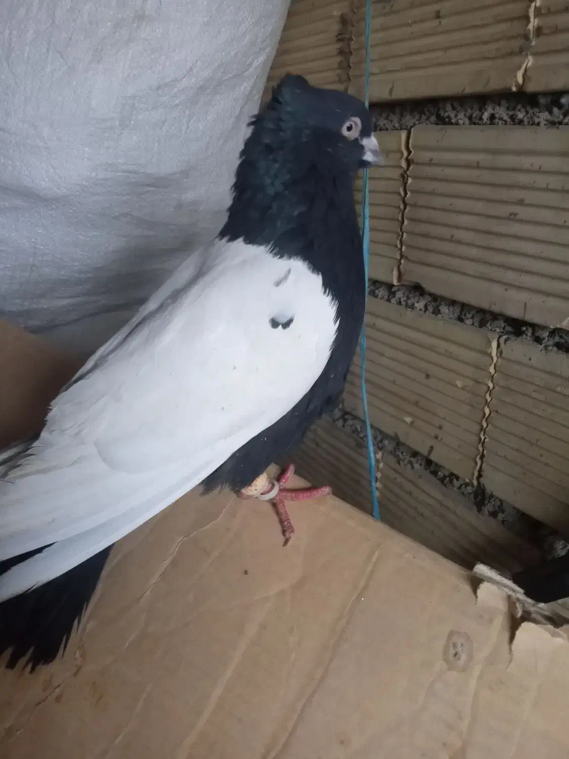 سینه سیاه وکوهی دم سفید|پرنده|شوش, |دیوار