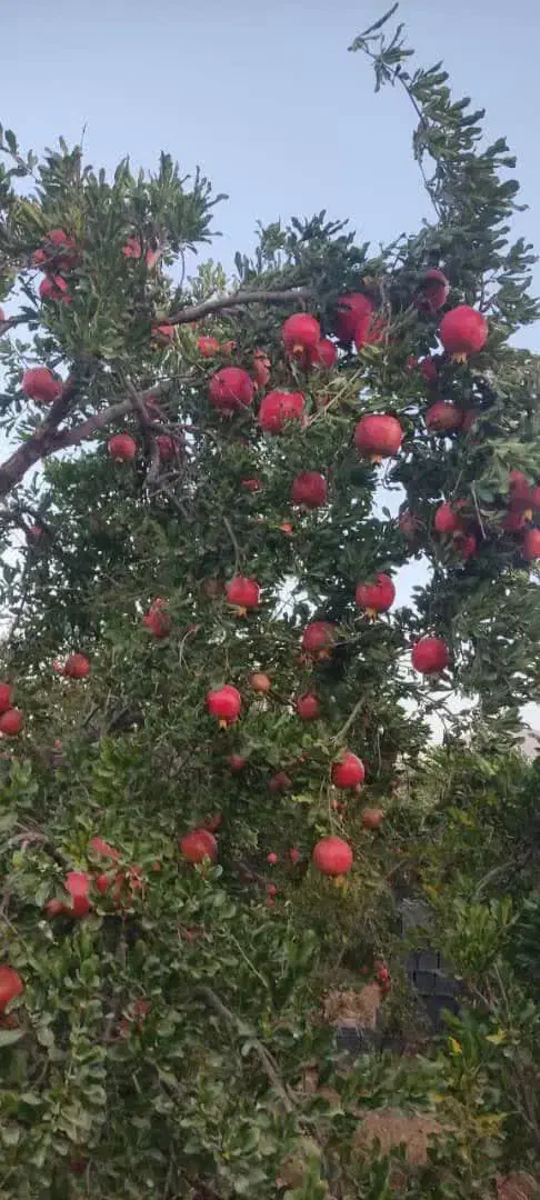 آب و باغ و زمین زعفران|فروش دفتر صنعتی، کشاورزی، تجاری|اسلامیه, |دیوار