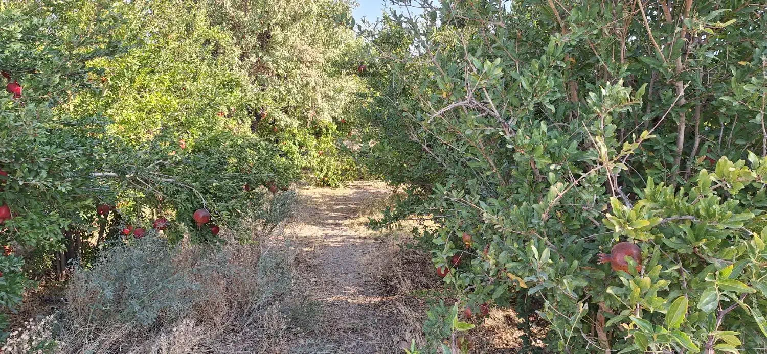 اجاره باغ انار|اجارهٔ دفتر صنعتی، کشاورزی، تجاری|دهاقان, |دیوار