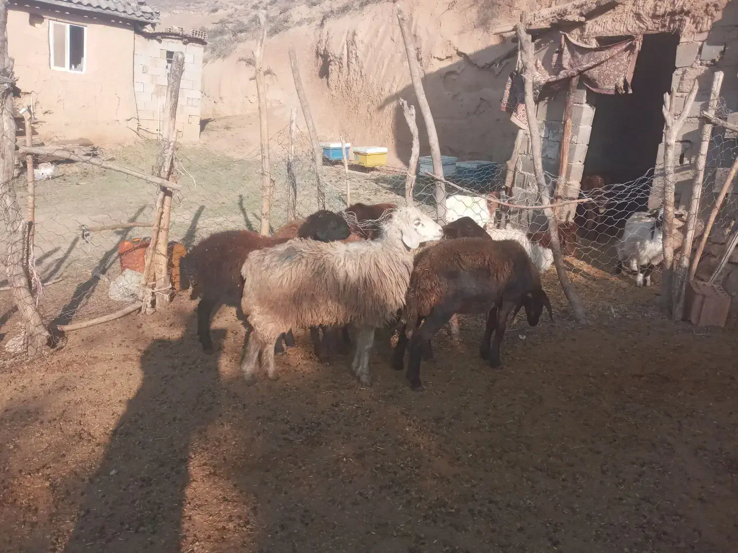 بره توقلی وگوسفند|حیوانات مزرعه|مراوه, |دیوار