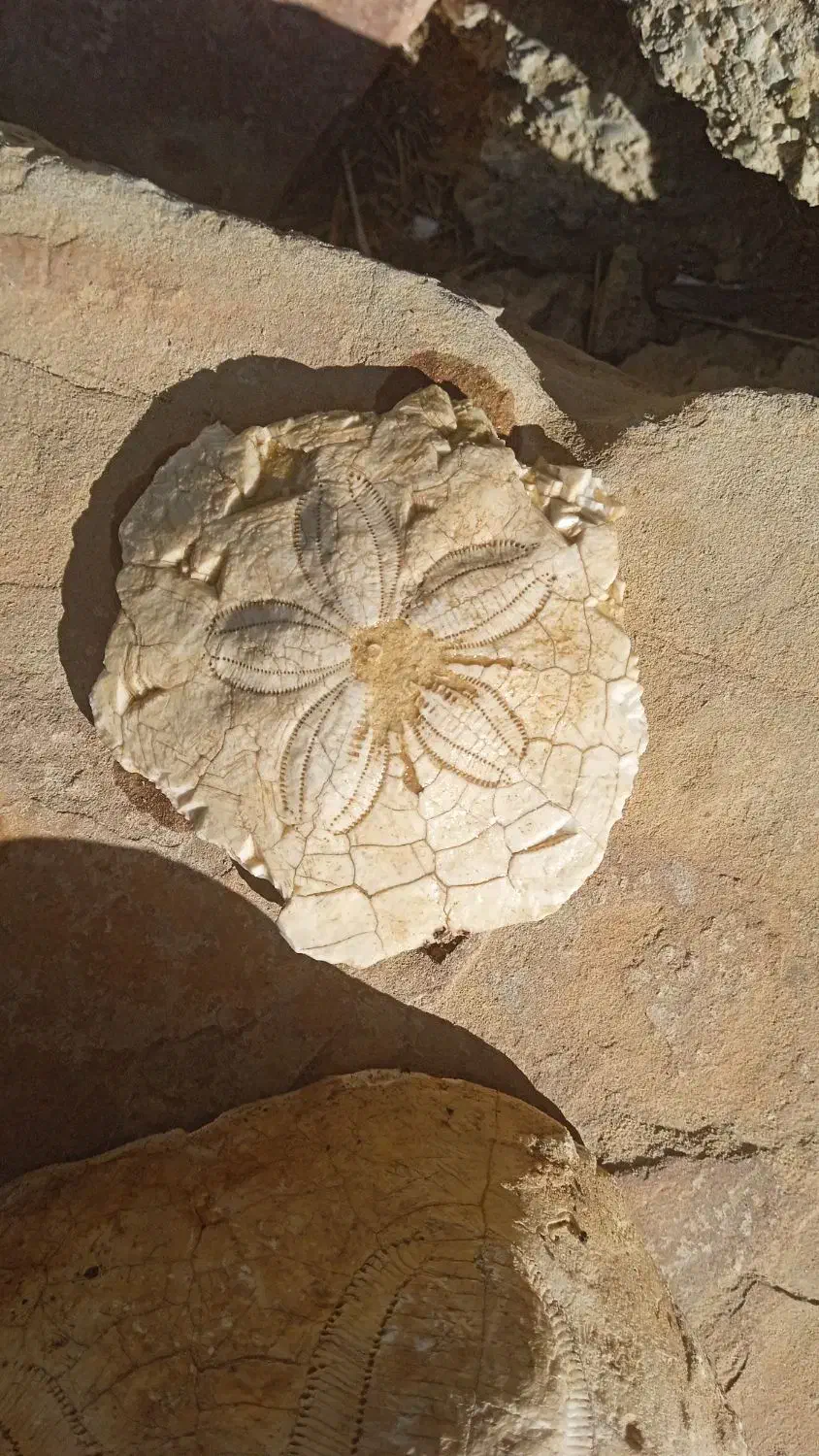 سنگهای کلکسیونی|کلکسیون اشیاء عتیقه|تکاب, |دیوار