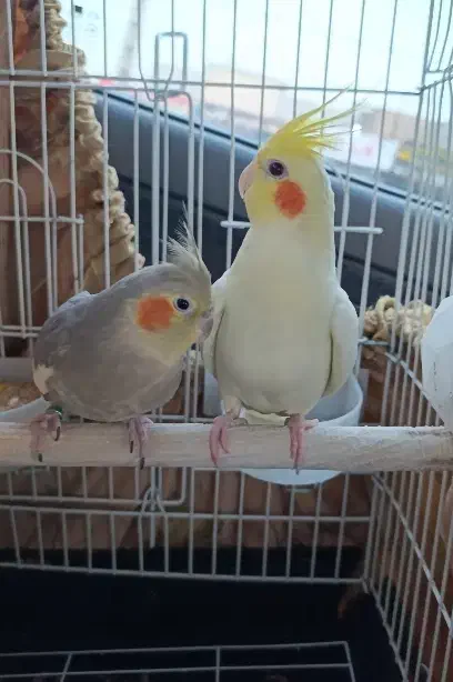 عروس هلندی جفت دستی تخم گزار مست|پرنده|خمین, |دیوار