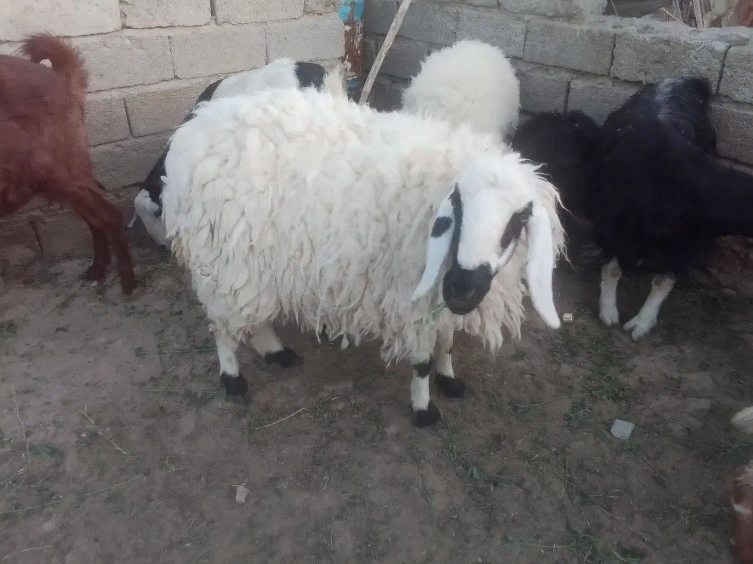 میش|حیوانات مزرعه|پشتکوه (سیستان و بلوچستان), |دیوار