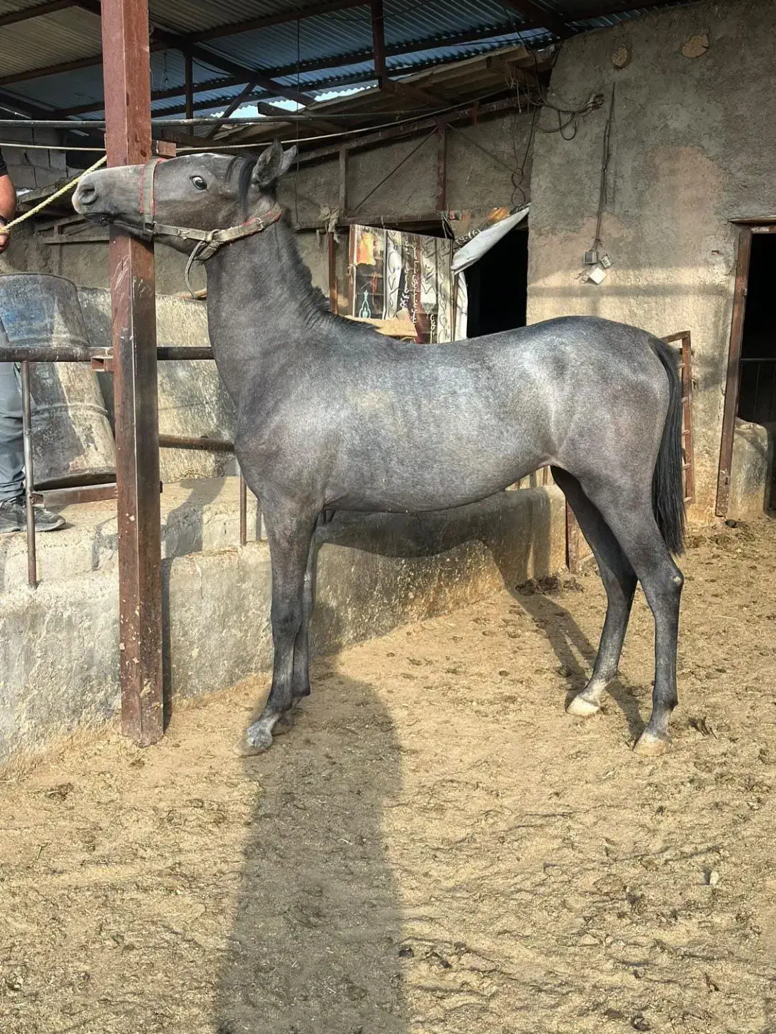 اسب|اسب و تجهیزات اسبسواری|تهران, شهرک ولیعصر شمالی|دیوار