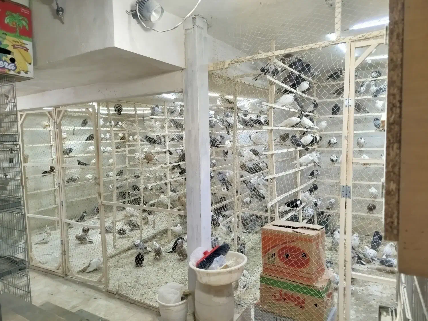 کبوتر جدیدرسید ۸/۱۹حراج سواکن و جداکن ۱۲۰|پرنده|کرج, حیدرآباد|دیوار