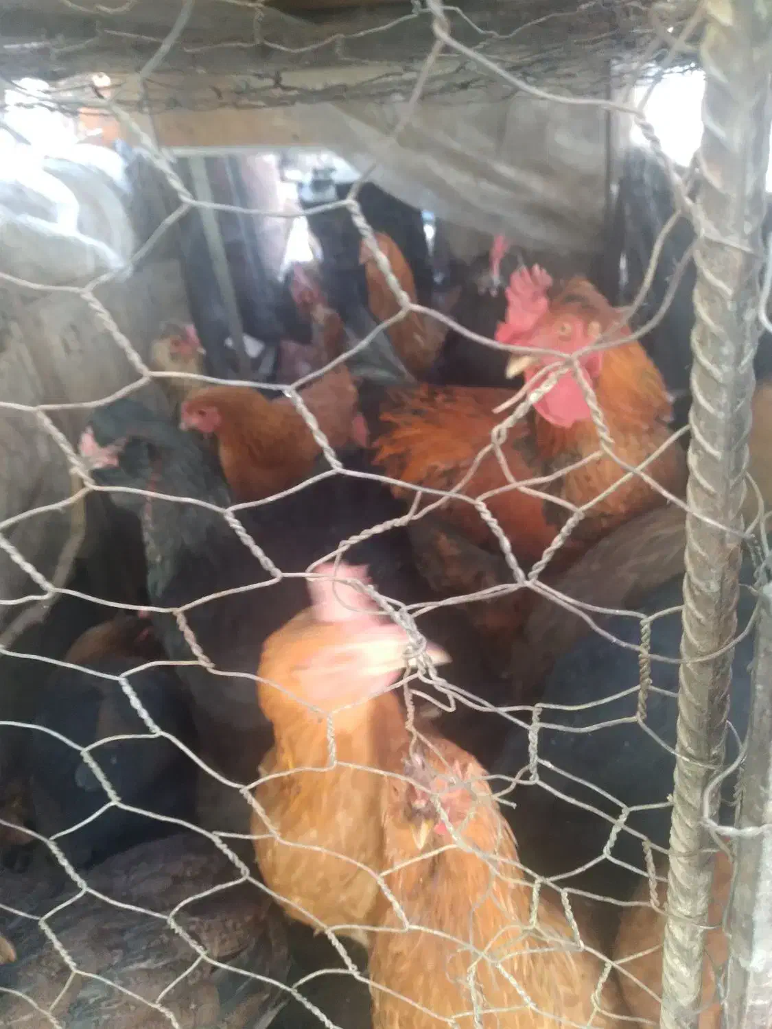 ۱۵ عدد مرغ|حیوانات مزرعه|بافت, |دیوار