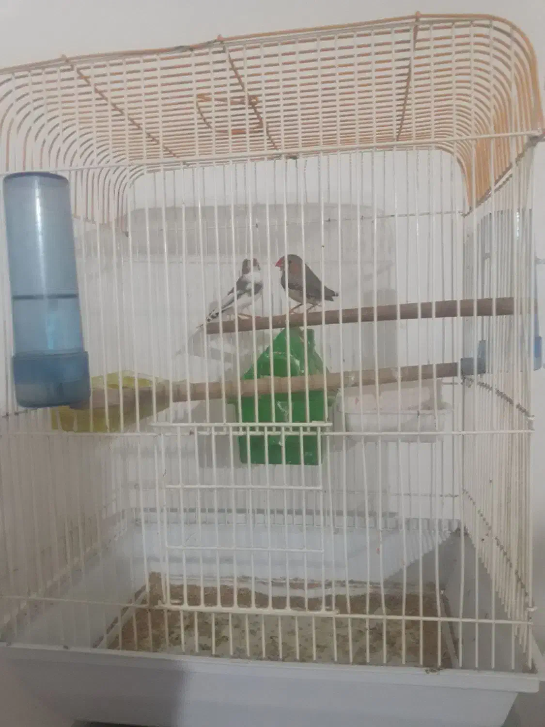 فروش یه جفت فنچ یا معاوضه با مرغ عشق دستی|پرنده|ملارد, |دیوار