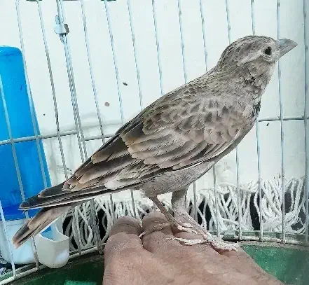 سهره خاکی دهن هزار|پرنده|قم, دروازه ری|دیوار