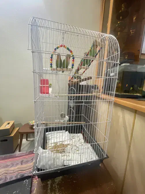 کوتوله بریزیلی|پرنده|شاهین‌شهر, خانه کارگر|دیوار