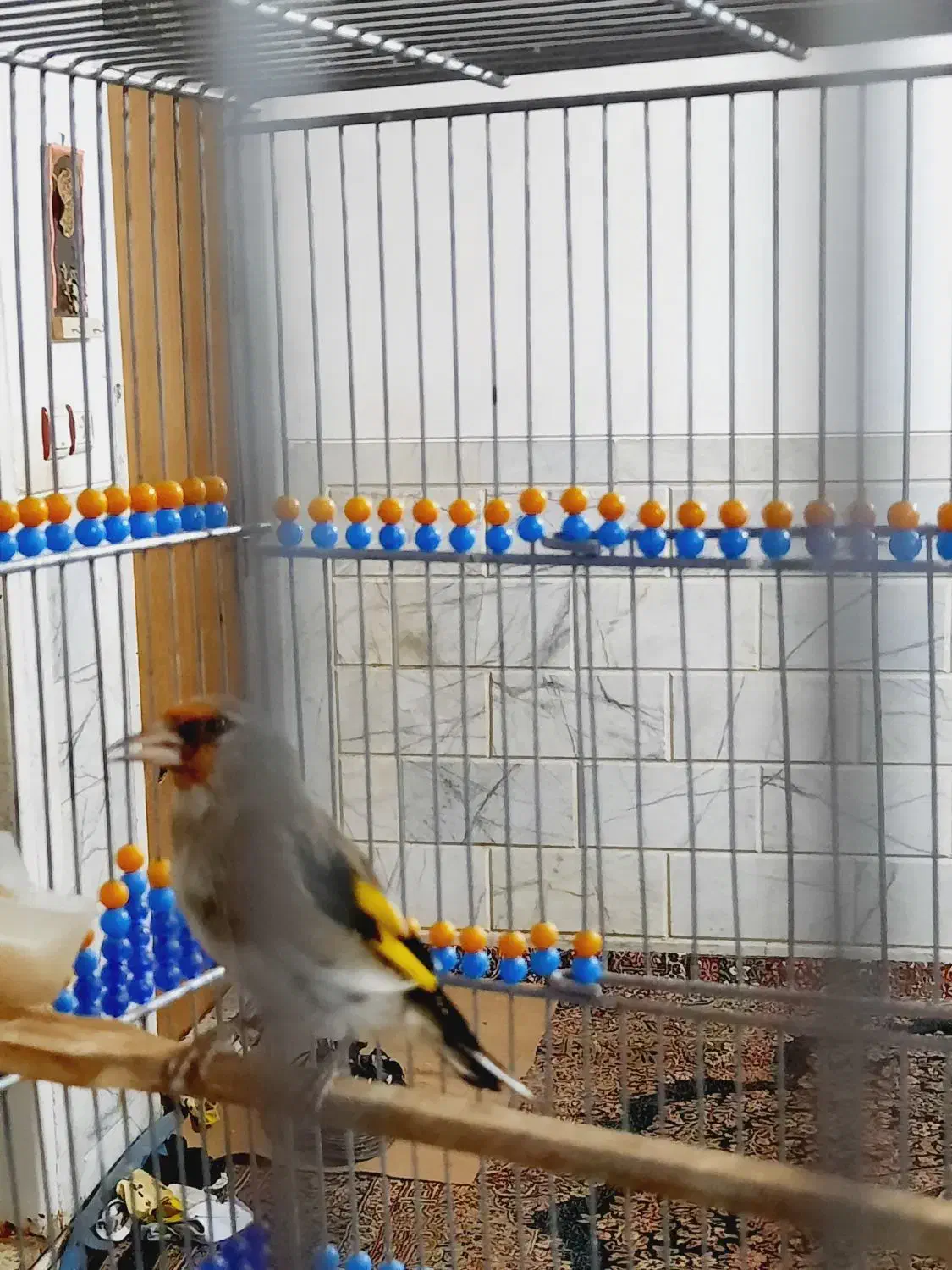 سهره سقا کرمونی بخون دوساله|پرنده|کرمان, |دیوار