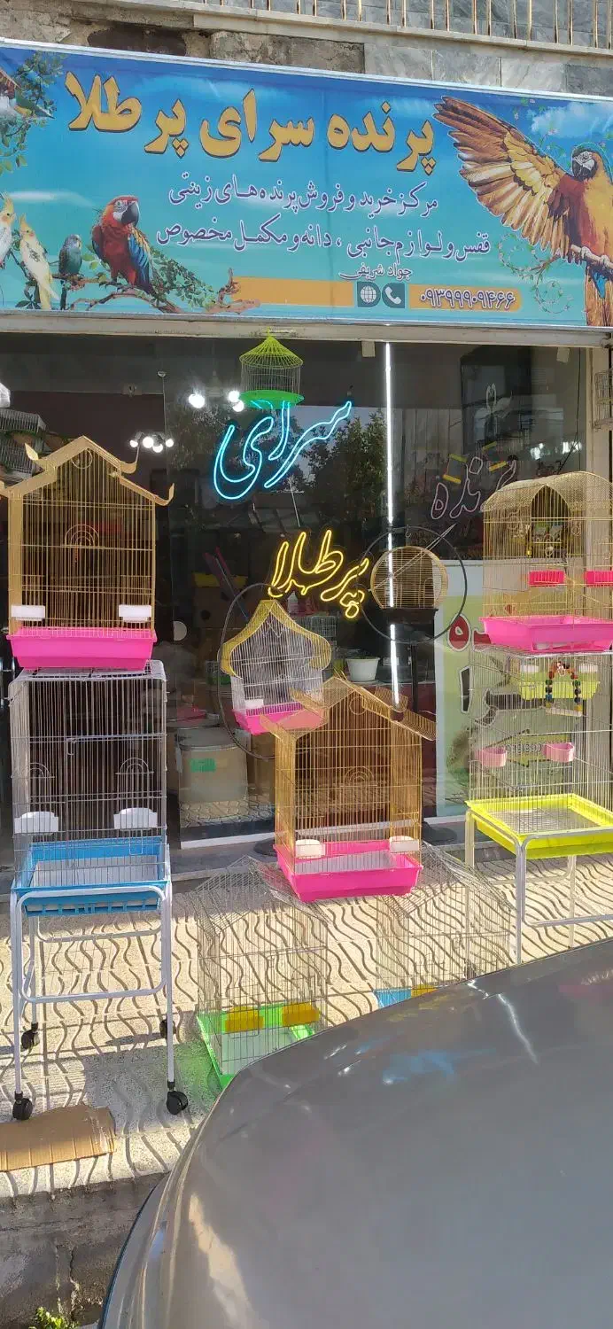 پرنده سرای پرطلا قروه درگزین|پرنده|درگزین, |دیوار