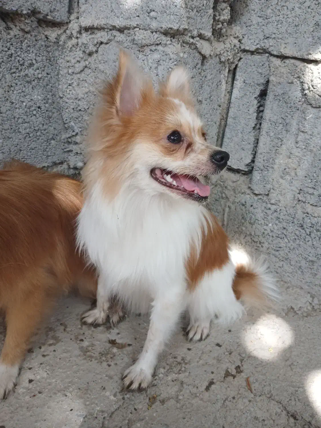 سگ سایز ریز|سگ|میناب, |دیوار