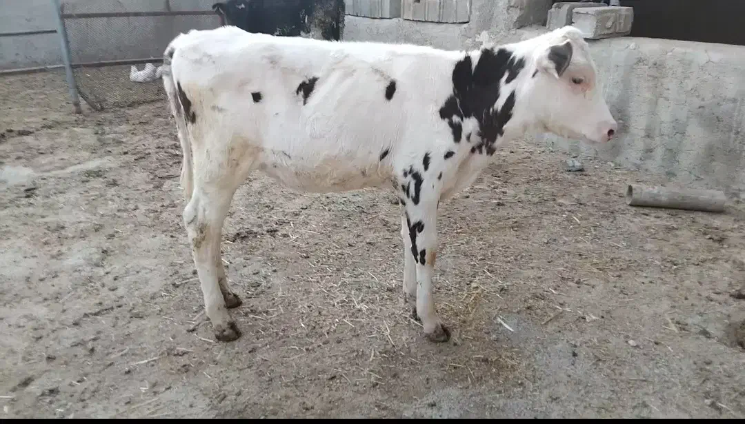 فروش دوگوساله ماده|حیوانات مزرعه|مرودشت, محمد آباد|دیوار