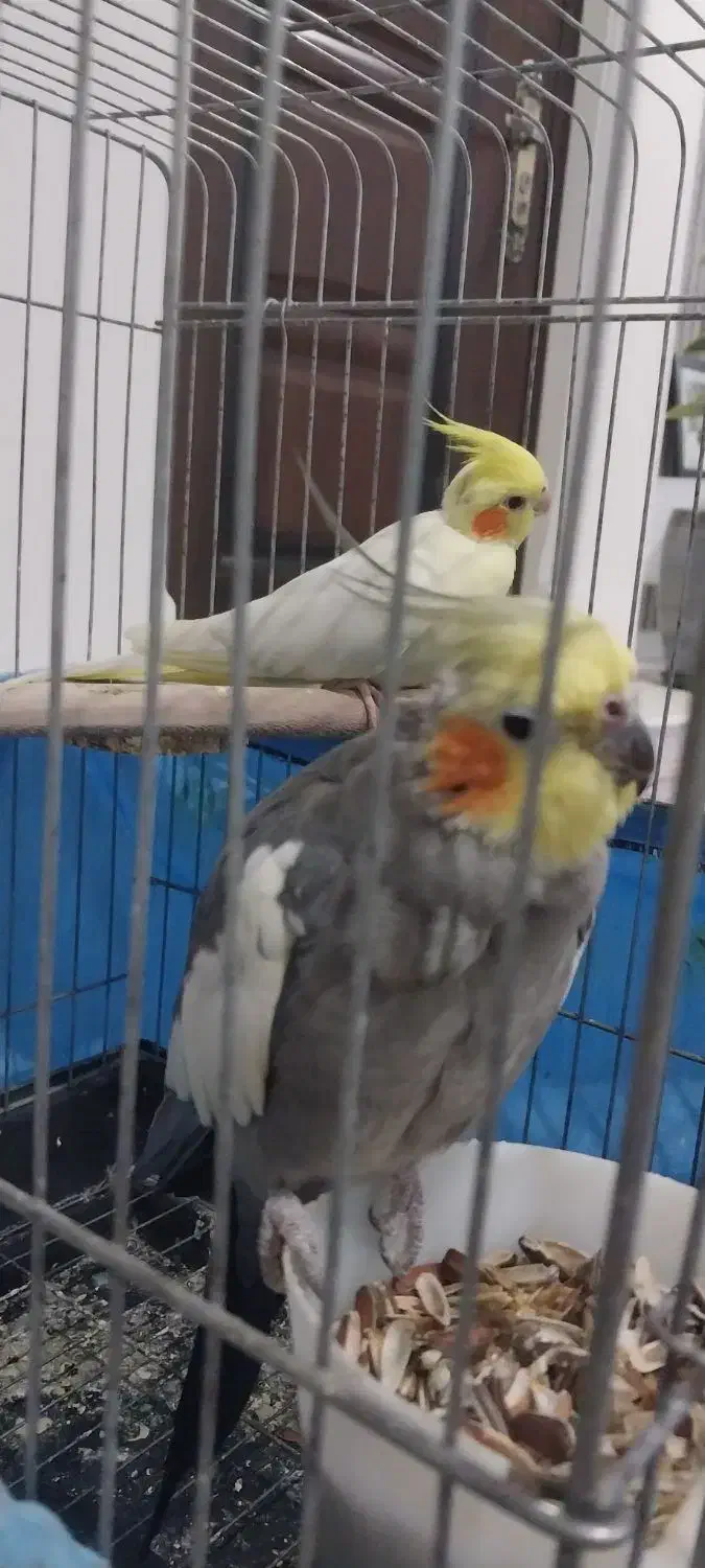 جفت عروس هلندی تخم گذار|پرنده|ری, سرتخت|دیوار