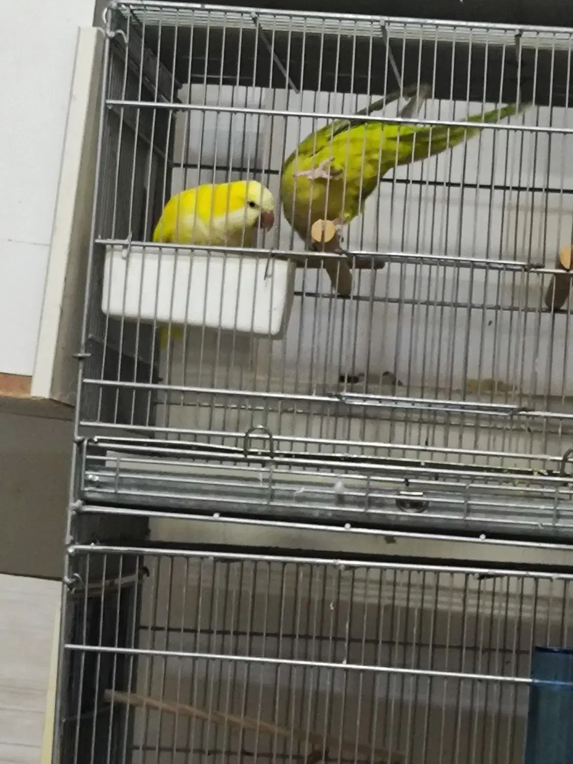 یک جفت راهب نرماده کار داده نرش زرد ماده پسته ای|پرنده|تهران, دانشگاه شریف|دیوار