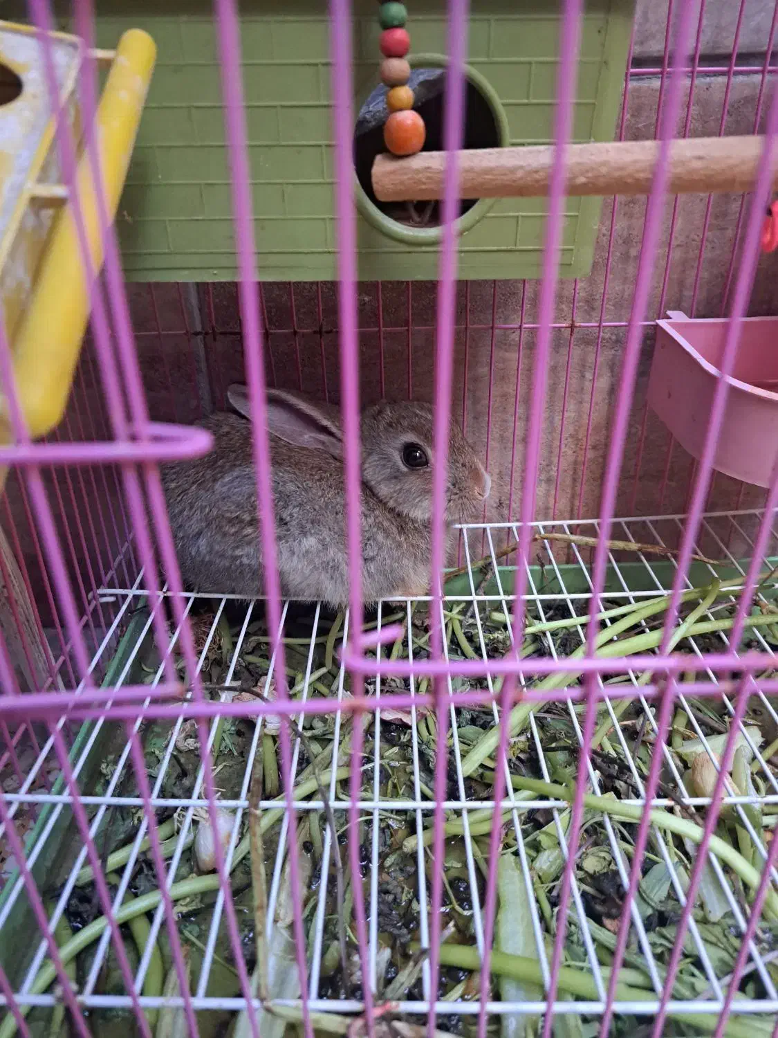 خرگوش باهوش|موش و خرگوش|بهبهان, |دیوار