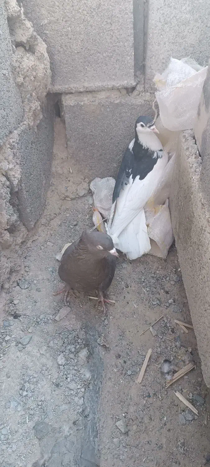 یک جفت کبوتر|پرنده|بیرجند, |دیوار