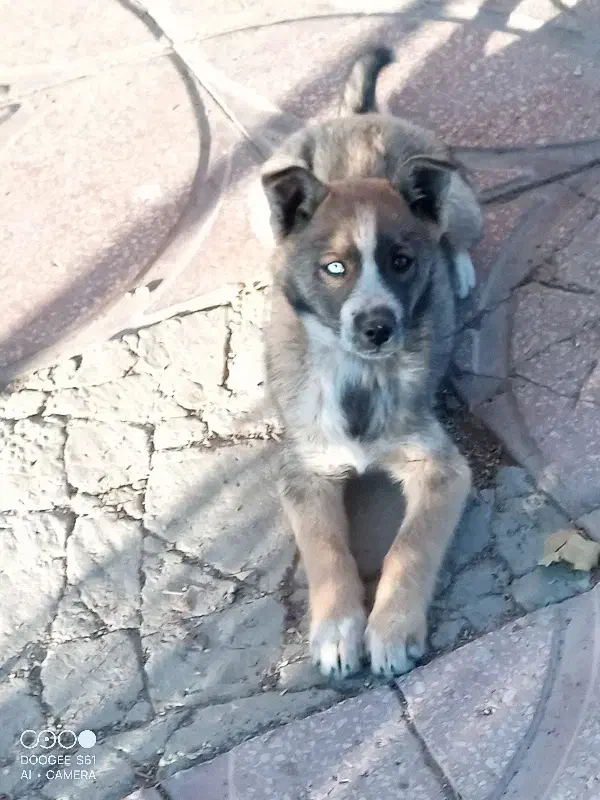 واگذاری سگ|سگ|قروه, |دیوار