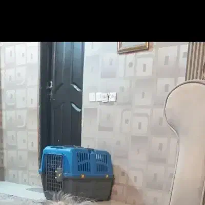 باکس سگ|لوازم جانبی حیوانات|سیرجان, |دیوار