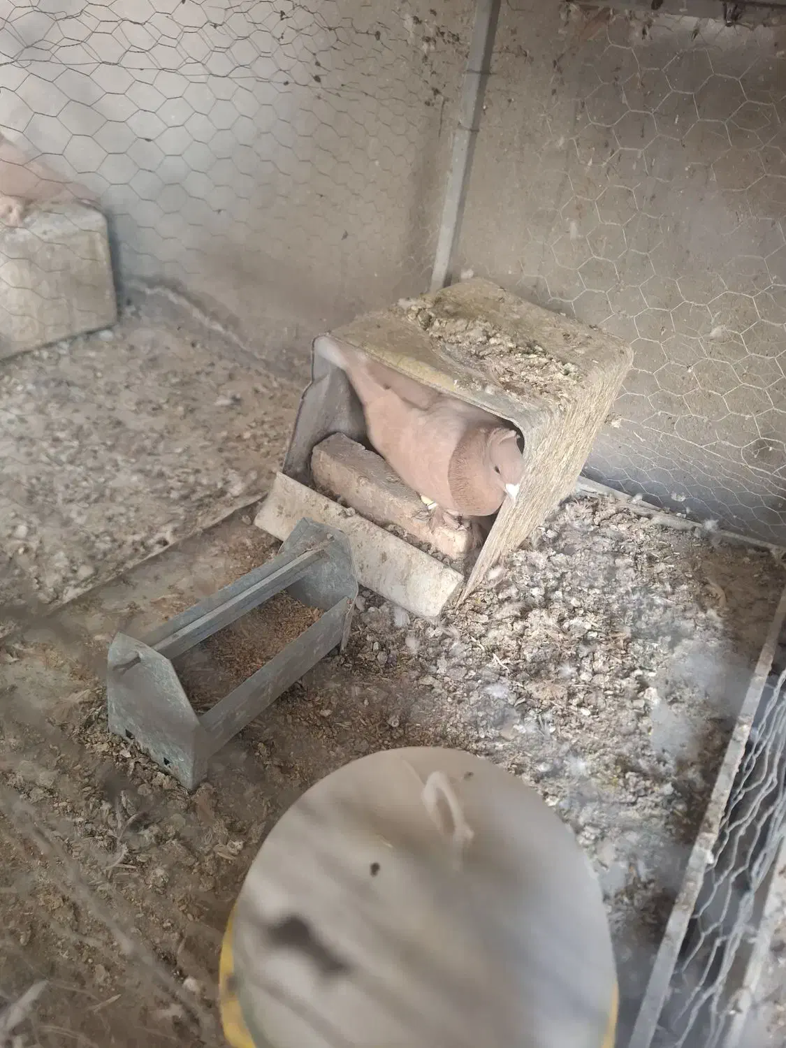 کبوتر|پرنده|کرمان, |دیوار