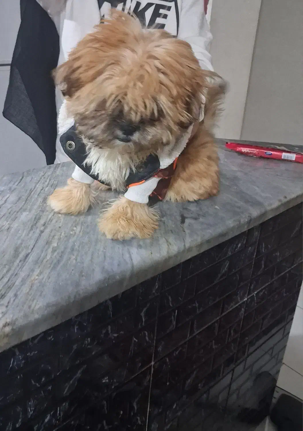 توله سگ نره شیتزو|سگ|شهریار, کرد امیر|دیوار