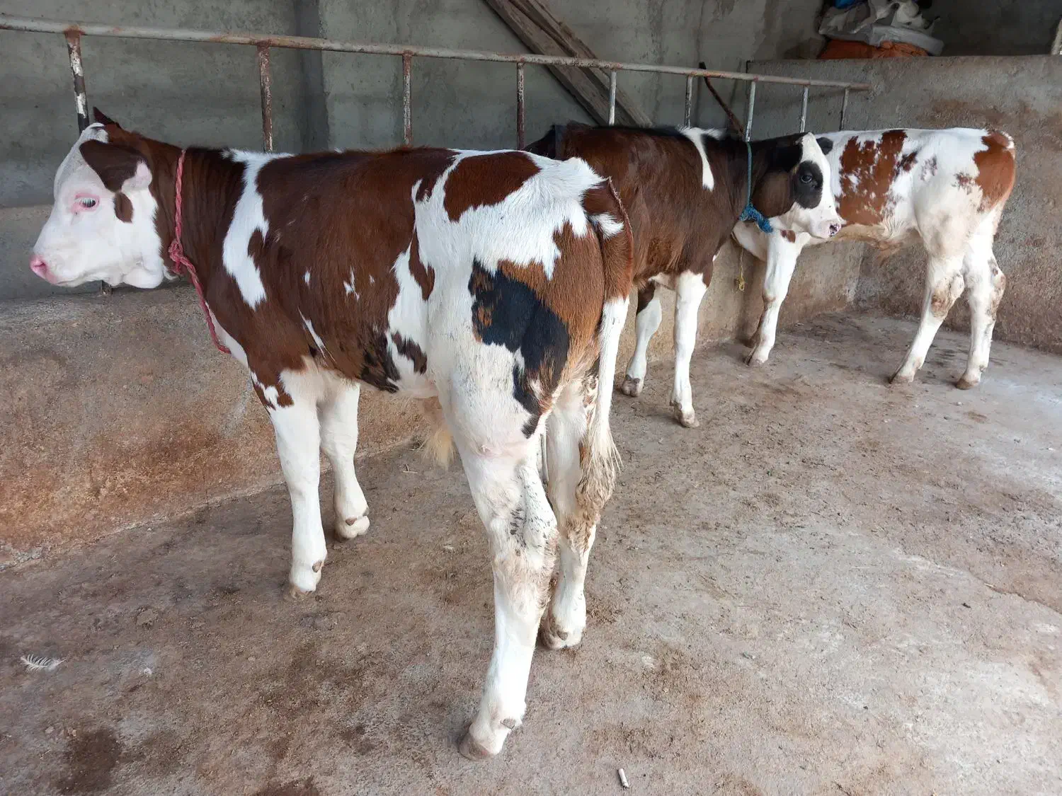 فروش گوساله نرسیمینتال عطیقه پرواری|حیوانات مزرعه|تهران, آبشار|دیوار