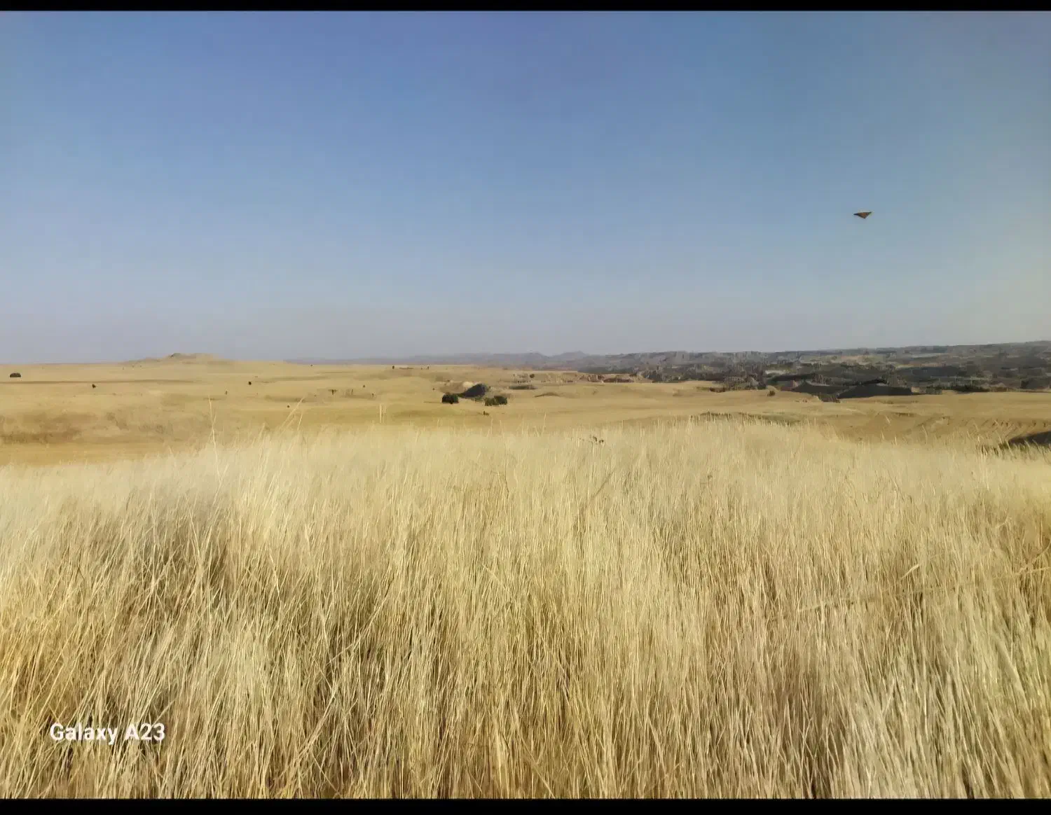 کاه گندم امسال|عمده‌فروشی|الشتر, |دیوار