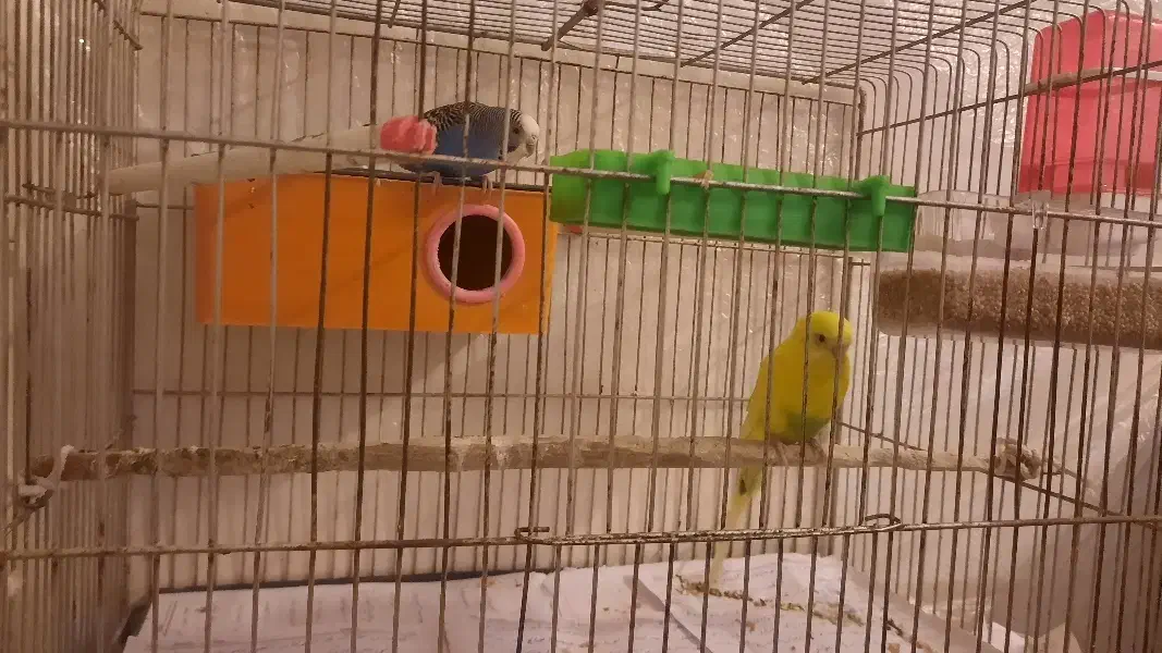 مرغ عشق به همراه وسایل|پرنده|خوی, |دیوار