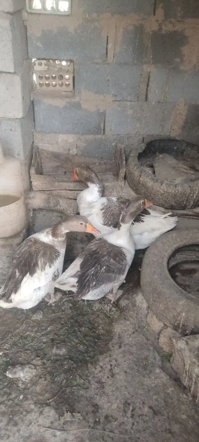 فروش غازبالغ|حیوانات مزرعه|شاهرود, |دیوار