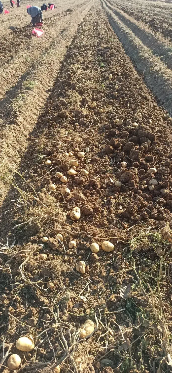 سیب زمینی ارگانیک بدون هیچ سمی|خوردنی و آشامیدنی|کلیائی, |دیوار