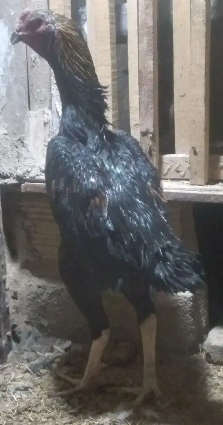 خروس  لاری اوشامو ومرغ برهما|حیوانات مزرعه|قروه, |دیوار