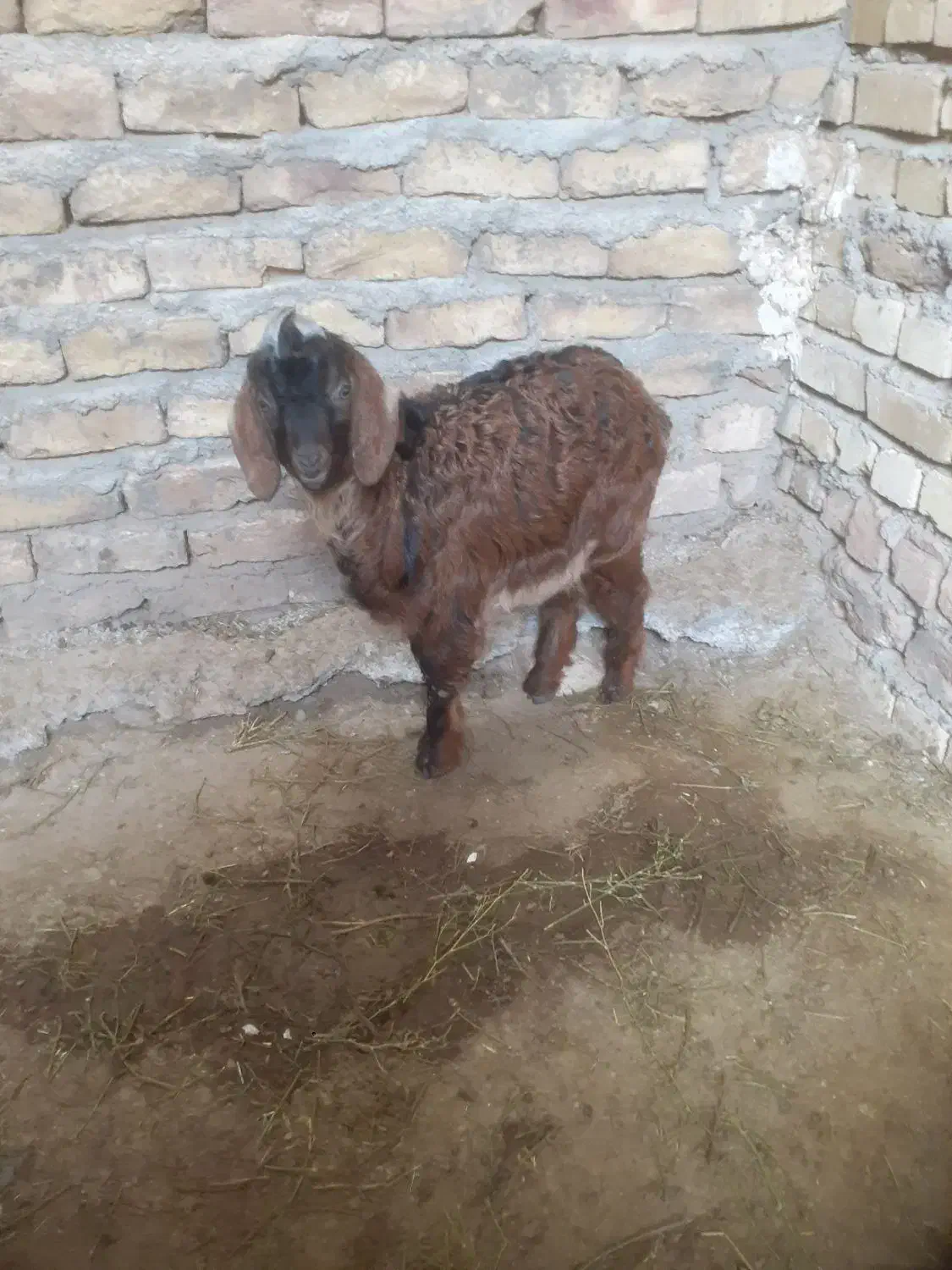 بزغاله نر جنس|حیوانات مزرعه|دشتابی, |دیوار