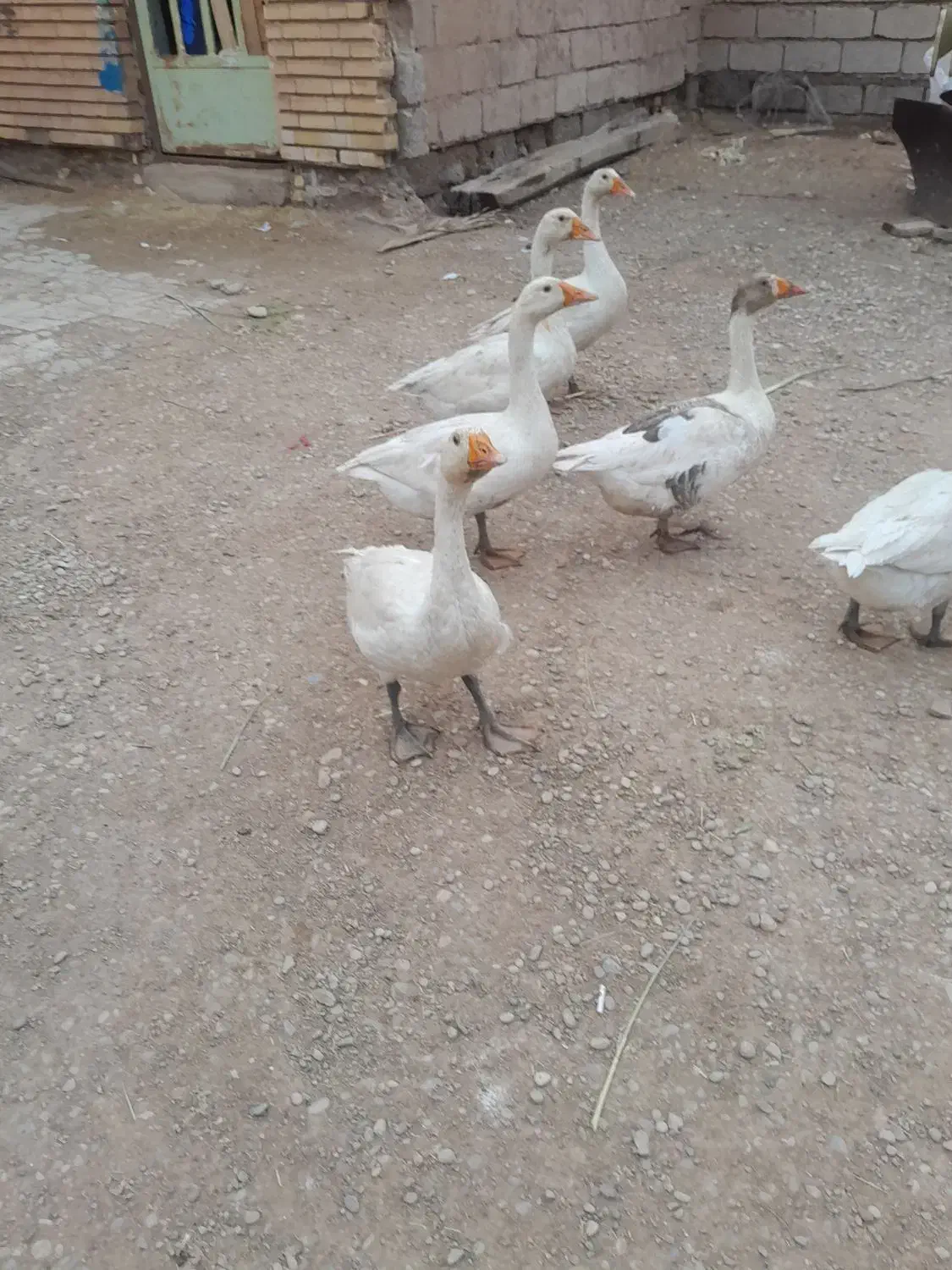 غاز|حیوانات مزرعه|شوشتر, |دیوار