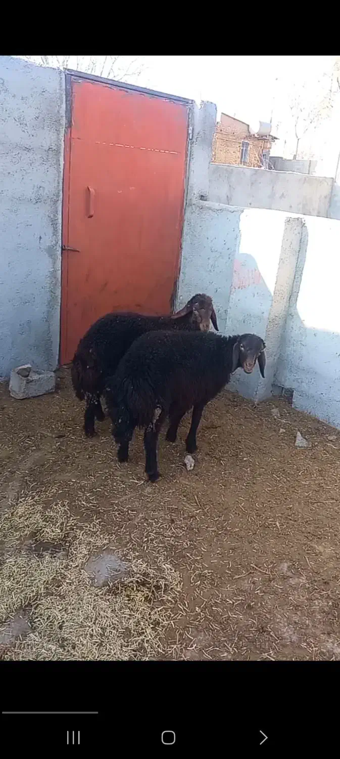 نر بره|حیوانات مزرعه|شاهرود, |دیوار