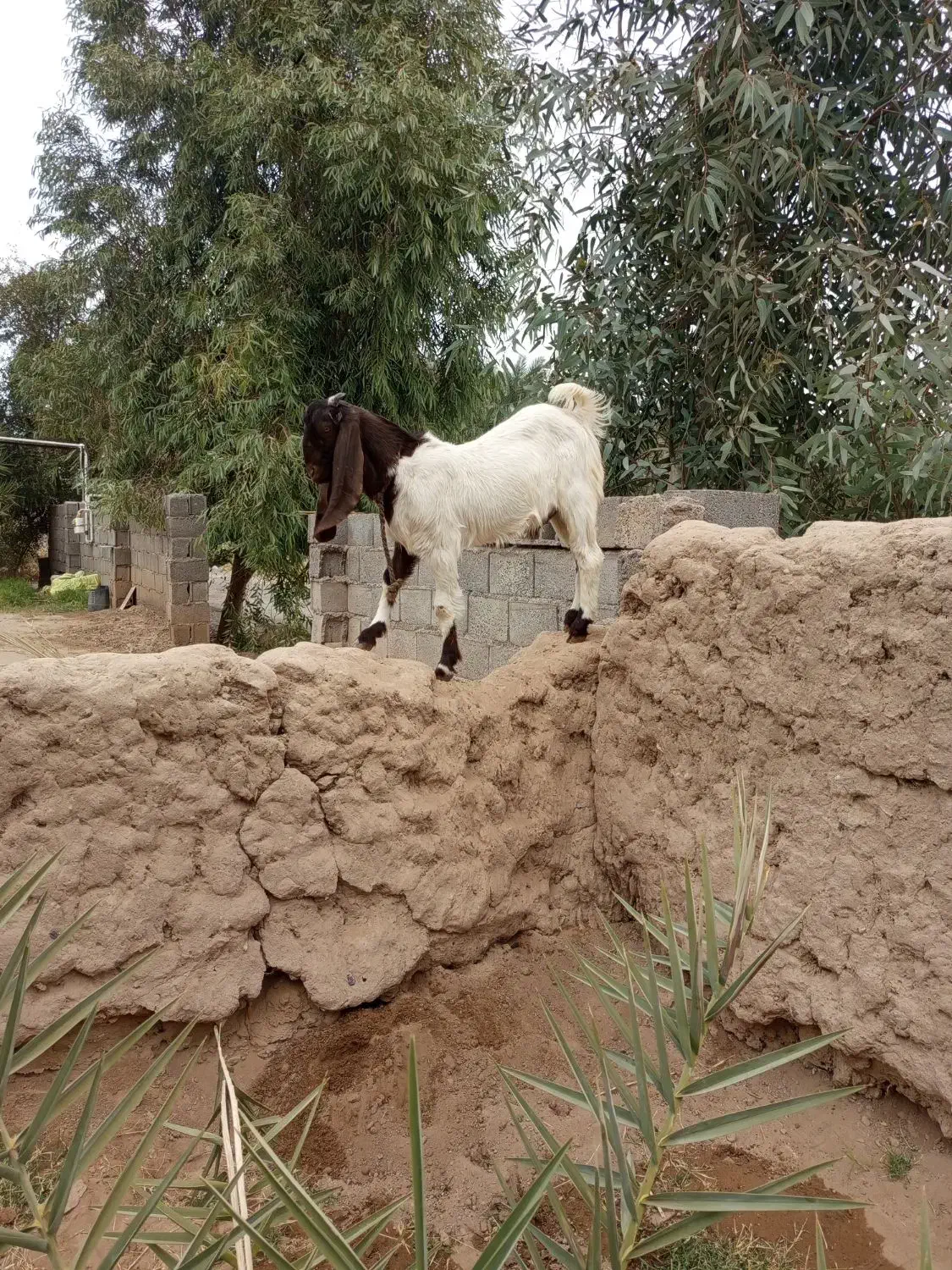 گوسفند کاموری|حیوانات مزرعه|بم, |دیوار