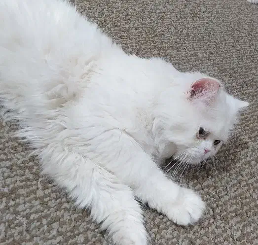 گربه پرشین نر ۱ساله با شناسنامه و واکسن|گربه|خمیر, |دیوار