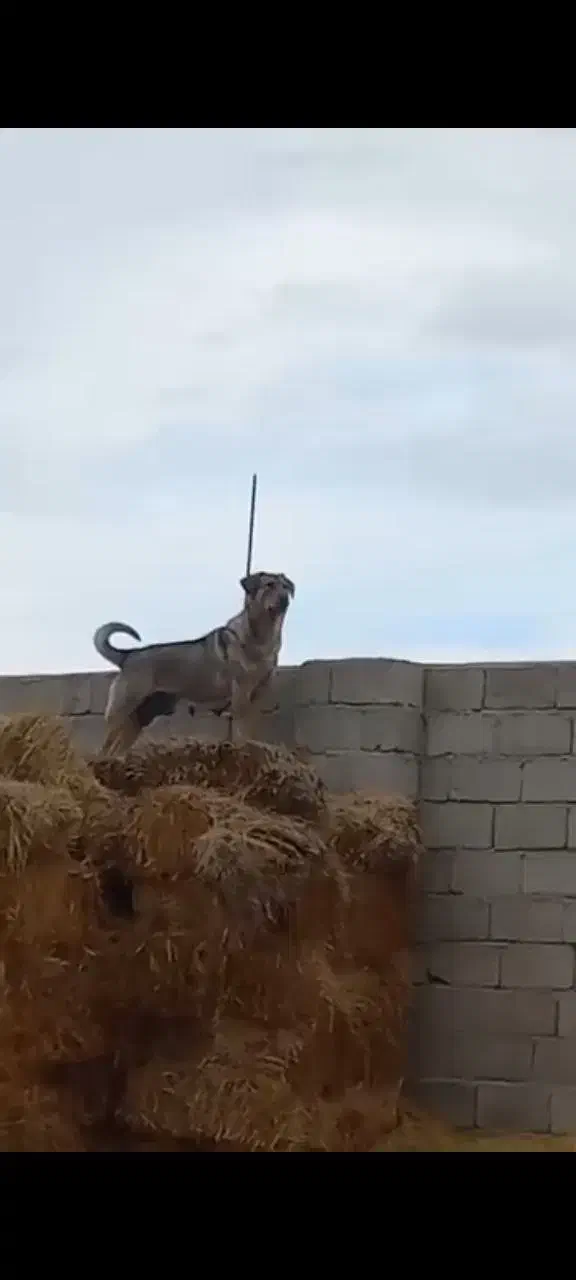 فروشی|سگ|قره ضیاالدین, |دیوار