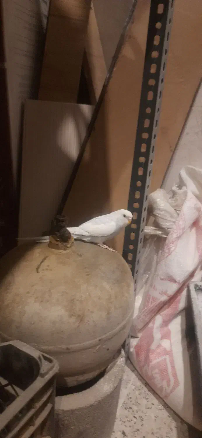 مرغ عشق|پرنده|دماوند, گیلاوند|دیوار