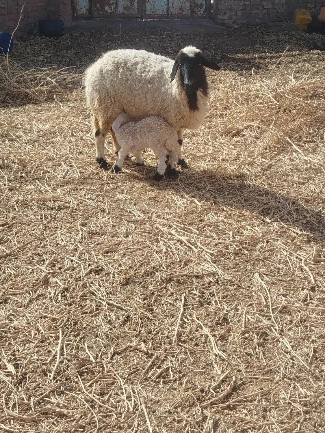 گوسفند|حیوانات مزرعه|کشکوئیه, |دیوار