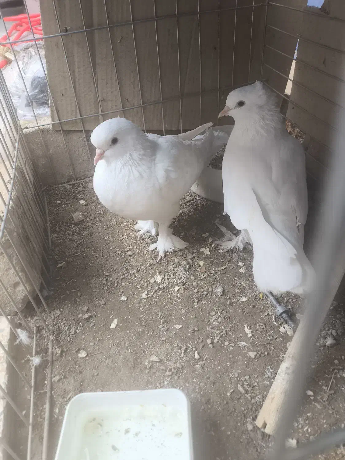 کفتر|پرنده|حمیدیا, |دیوار